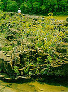 endau7.JPG (24554 bytes)