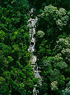 hutan.JPG (22720 bytes)
