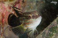 Tioman-IMG_1421.jpg