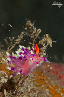 Tioman-IMG_1444.jpg