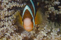 Tioman-IMG_1489.jpg