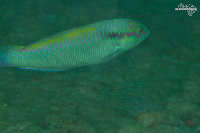 Tioman-IMG_1512.jpg