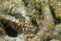 Tioman-IMG_1536.jpg