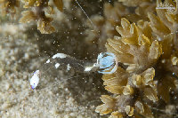 Tioman-IMG_1549.jpg