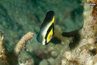 Tioman-IMG_1561.jpg