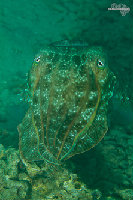 Tioman-IMG_1568.jpg