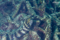 Tioman-IMG_1582.jpg
