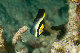 Tioman-IMG_1561.jpg