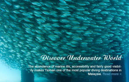 Discover Underwater World