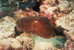 Cuttle.jpg (20042 bytes)