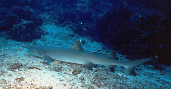 Reef_Shark.jpg (22020 bytes)
