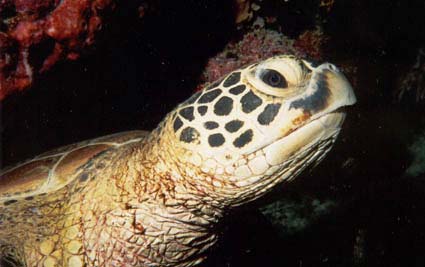 Turtle.jpg (19225 bytes)