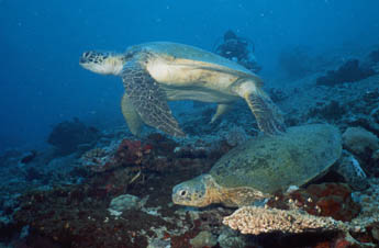 Turtle_2.jpg (22682 bytes)