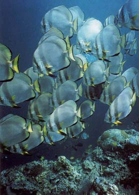 batfish.jpg (21836 bytes)