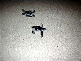 DSCF0046.jpg (11968 bytes)